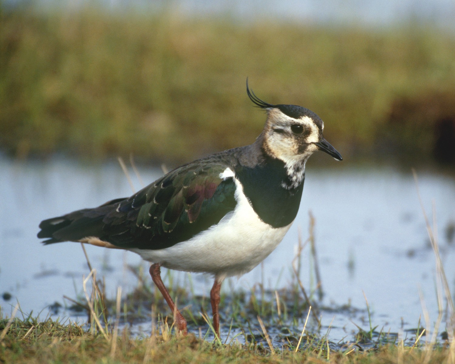 Lapwing