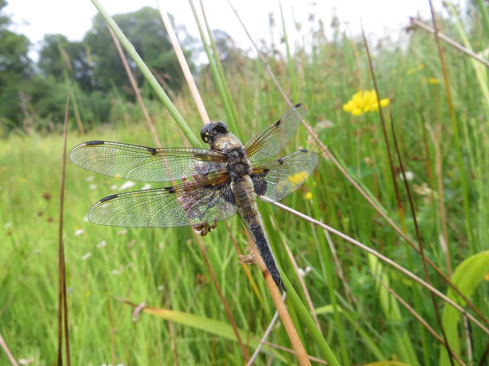 Four Spotted Chaser Dragonfly - Daniele Muir
