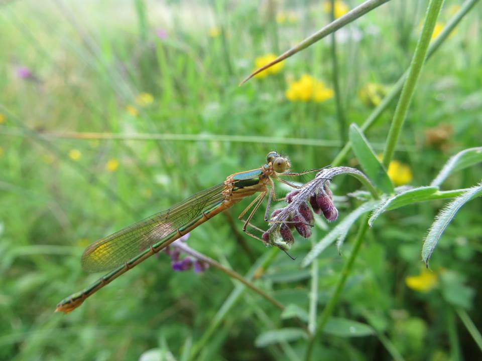 Emerald Damselfly - Daniele Muir