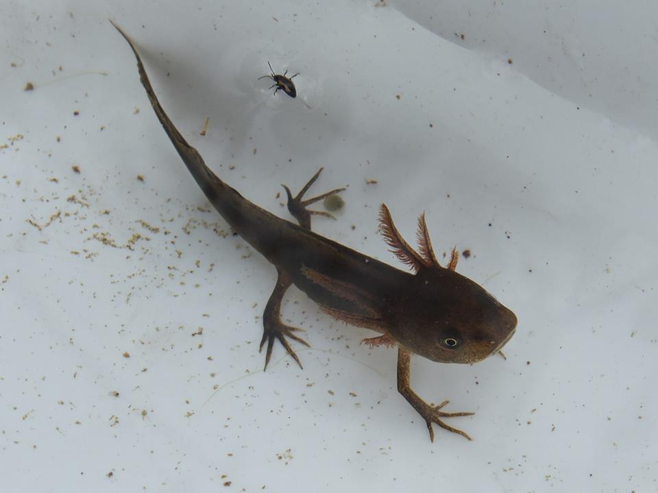 Great crested newt larvae - Claire Quinn